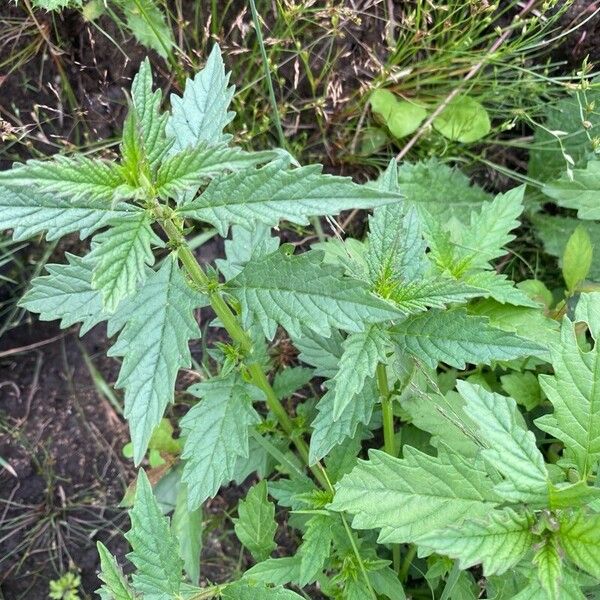 Lycopus europaeus Blad