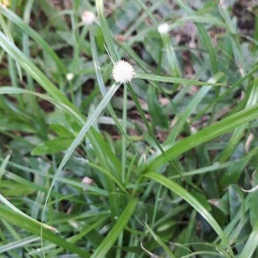 Cyperus brevifolius Leaf