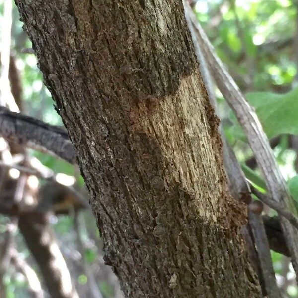 Gymnosporia senegalensis Кора