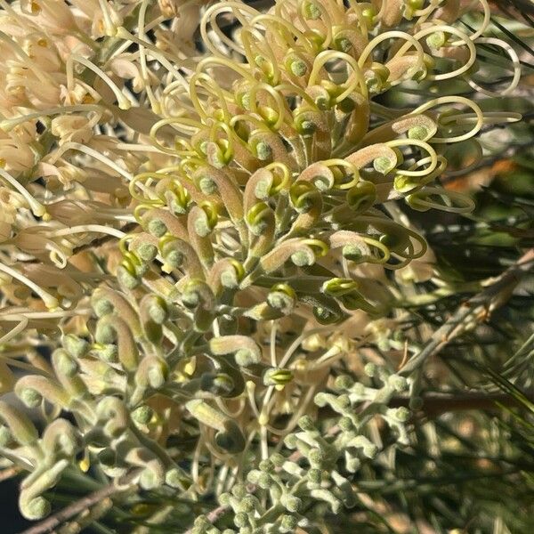 Grevillea leucopteris Cvet