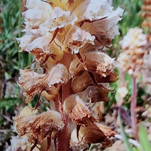 Orobanche picridis Λουλούδι