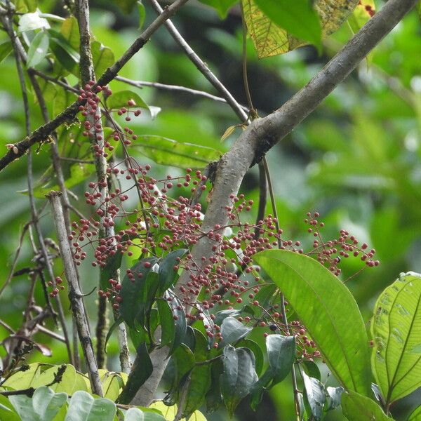 Miconia sarmentosa Gyümölcs