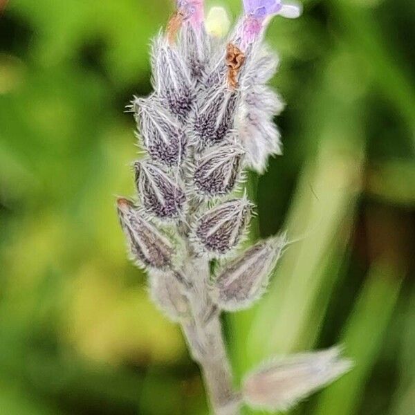 Myosotis discolor Frutto