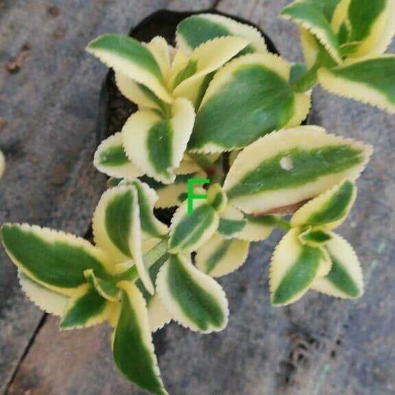 Crassula sarmentosa Blatt