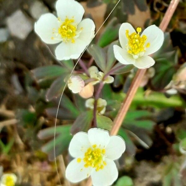 Isopyrum thalictroides Floro