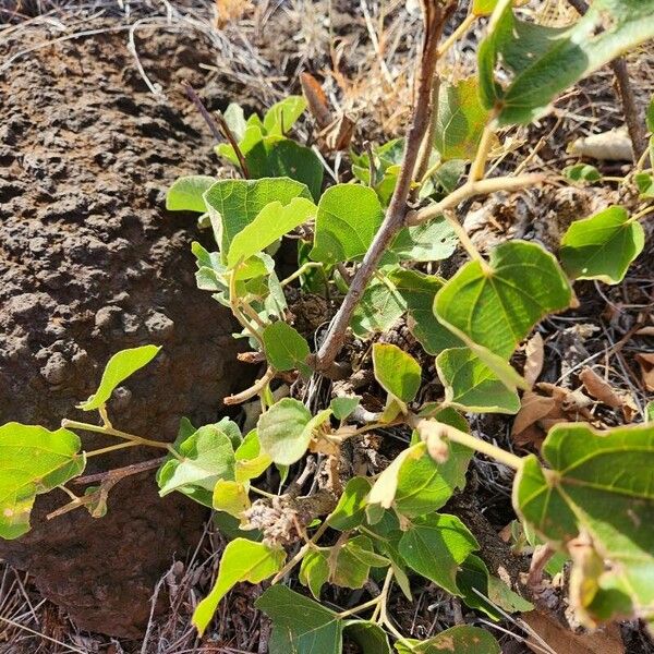 Dombeya rotundifolia Fulla