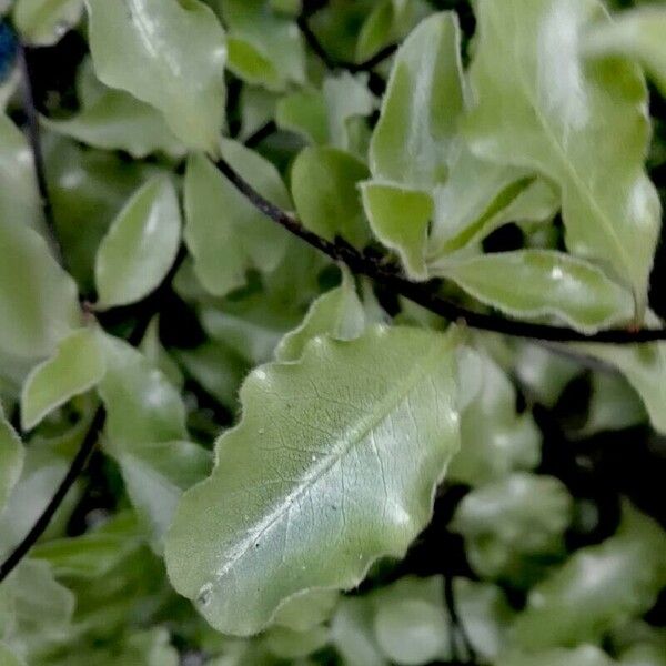 Pittosporum tenuifolium Blad