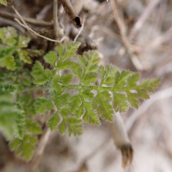 Anthriscus caucalis Hoja