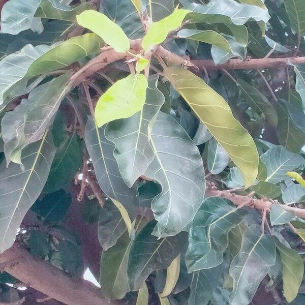 Ficus lutea برگ