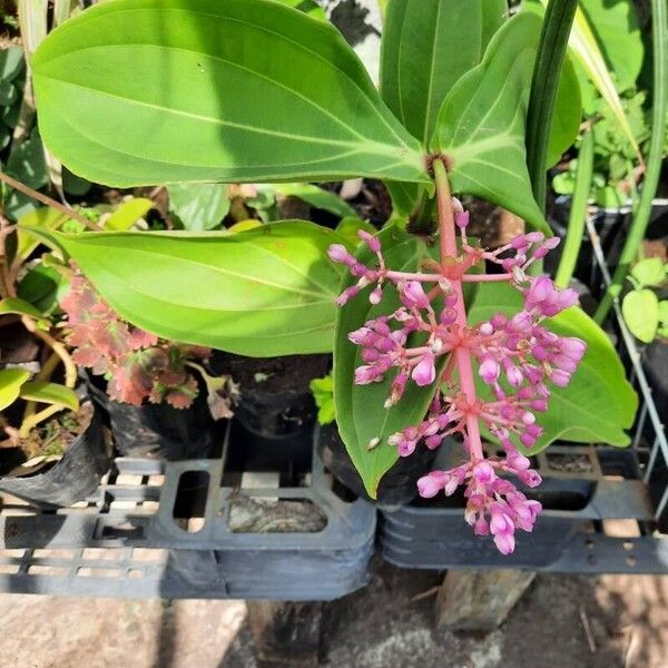 Medinilla speciosa Floro