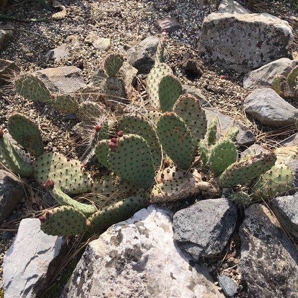 Opuntia polyacantha Лист