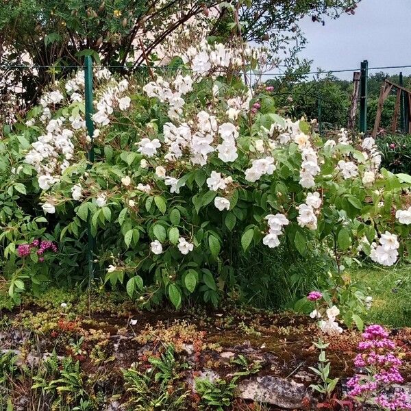 Rosa moschata Habit