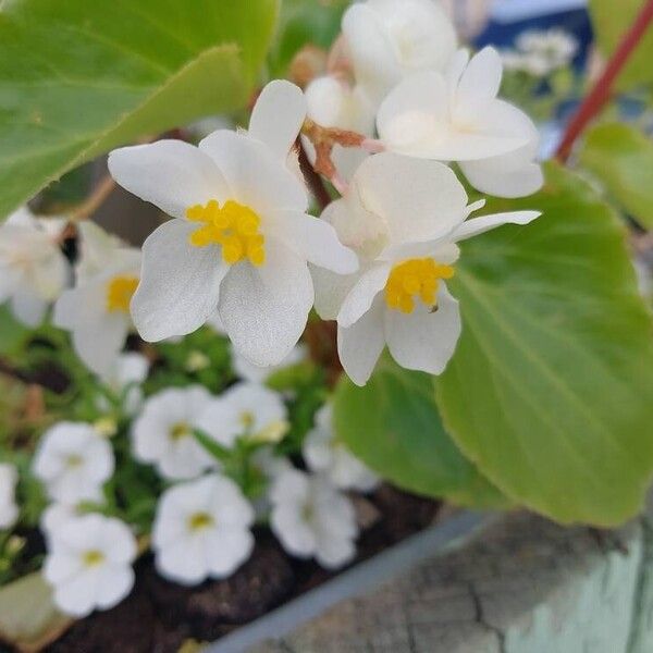 Begonia minor Žiedas