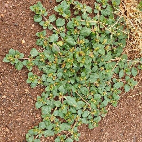 Alternanthera pungens عادت داشتن