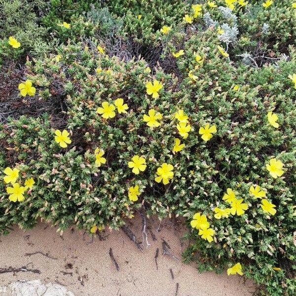 Helianthemum marifolium Blomma