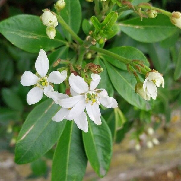 Choisya ternata Flower