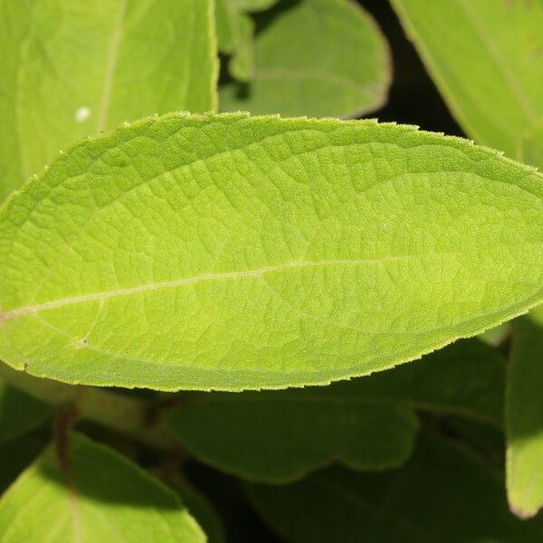 Clibadium surinamense 葉