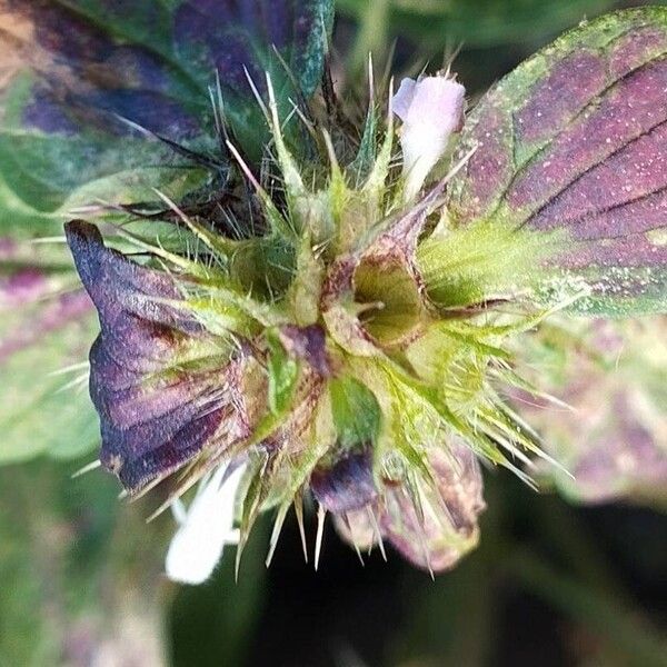 Galeopsis bifida Flower