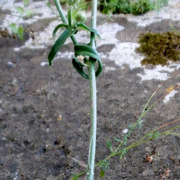 Sonchus tenerrimus Blad