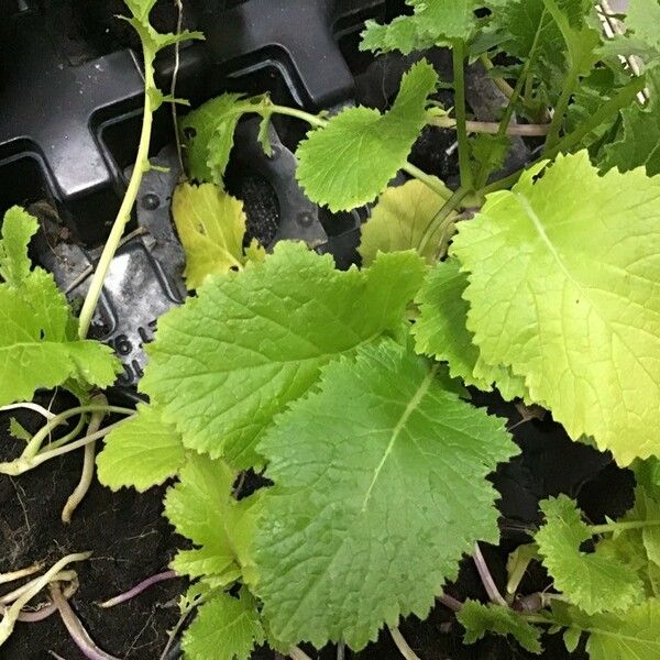 Brassica rapa Leaf