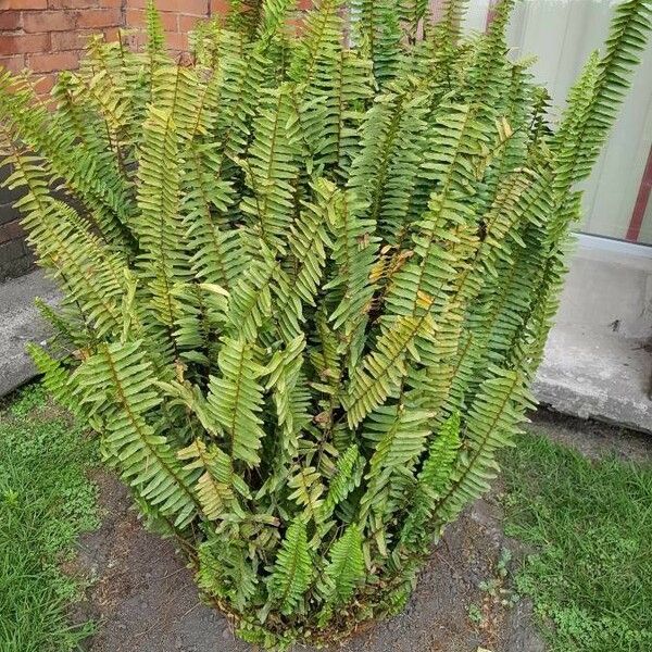 Nephrolepis cordifolia Blad