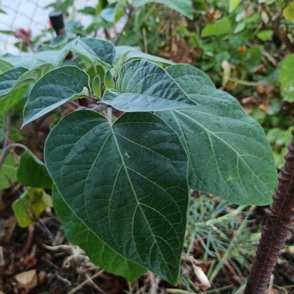 Datura innoxia Blad