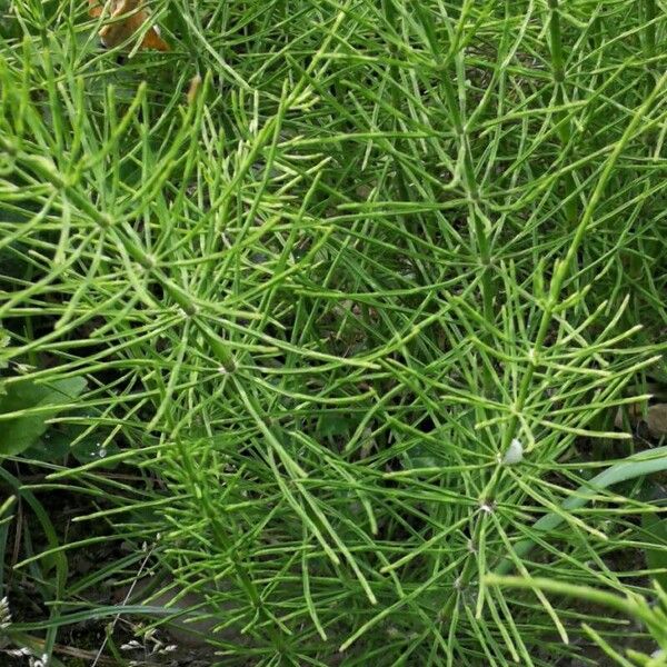 Equisetum arvense পাতা