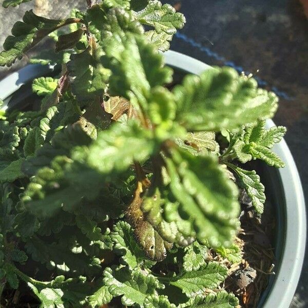 Teucrium chamaedrys Fuelha