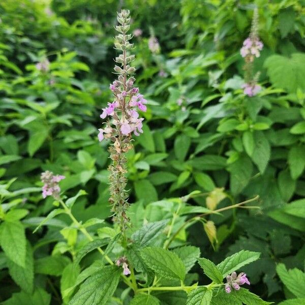 Teucrium canadense Flor