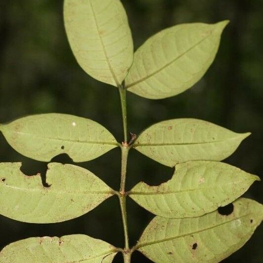 Faramea guianensis Ліст