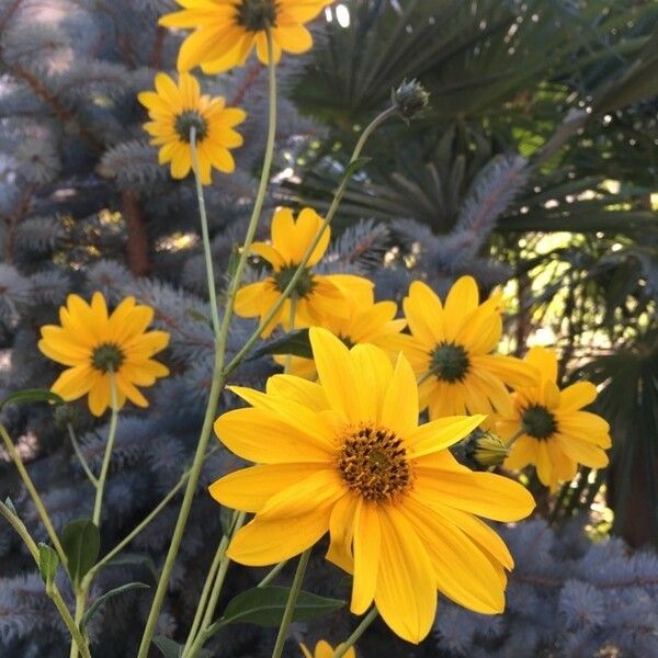 Helianthus tuberosus Floare