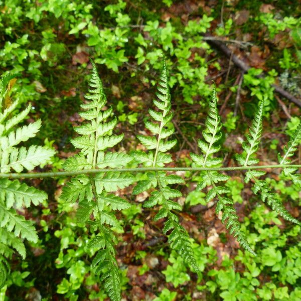 Dryopteris dilatata List