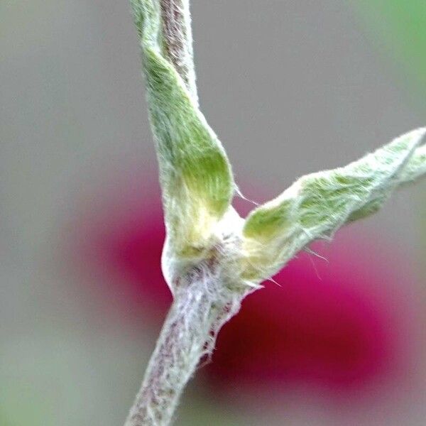 Silene coronaria Cortiza