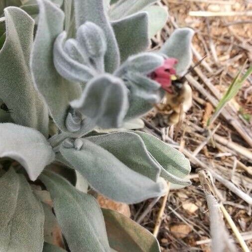 Pardoglossum cheirifolium ഇല