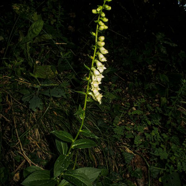 Digitalis lutea 叶