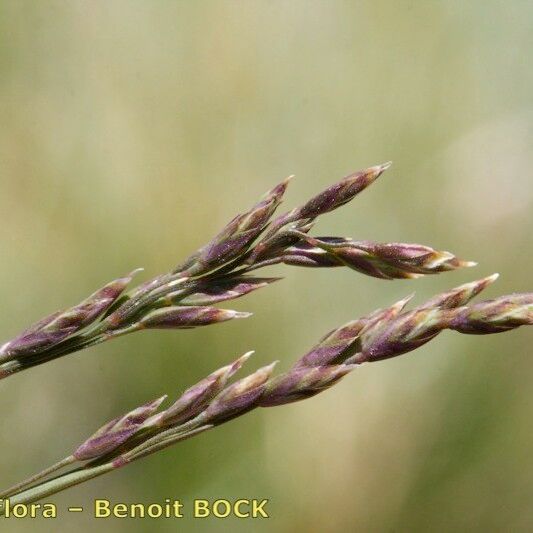 Poa glauca Φρούτο