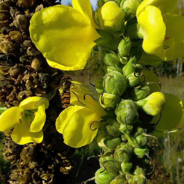 Verbascum thapsus Virág