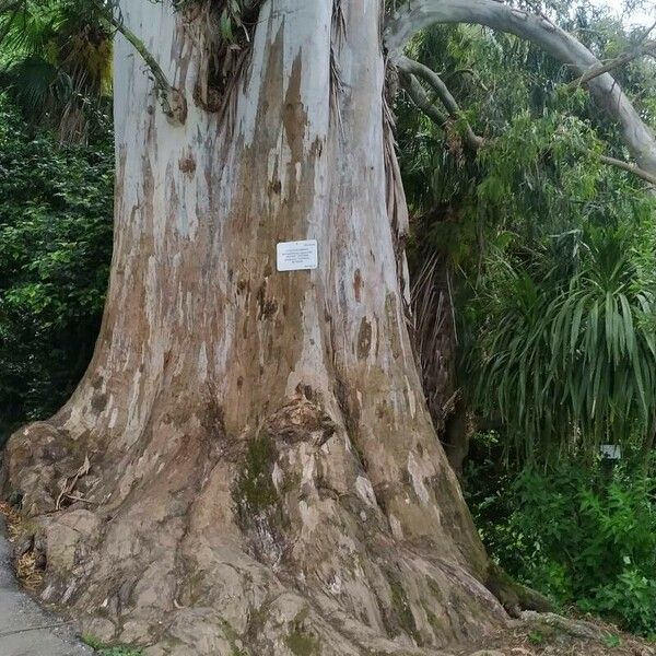 Eucalyptus viminalis Corteza