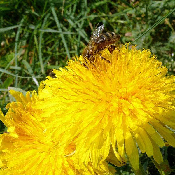 Sonchus arvensis Flor