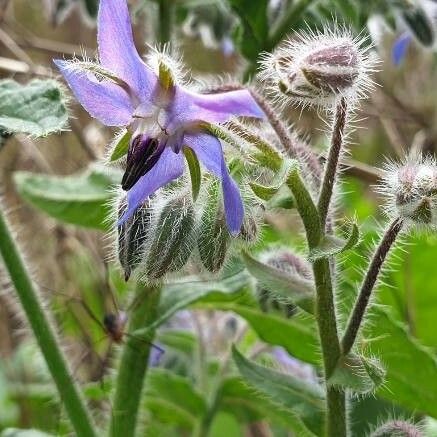 Borago officinalis Bloem