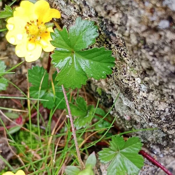 Potentilla reptans برگ