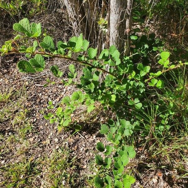 Rubus ellipticus Levél