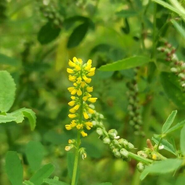 Melilotus indicus Кветка