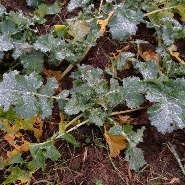 Brassica napus Plante entière