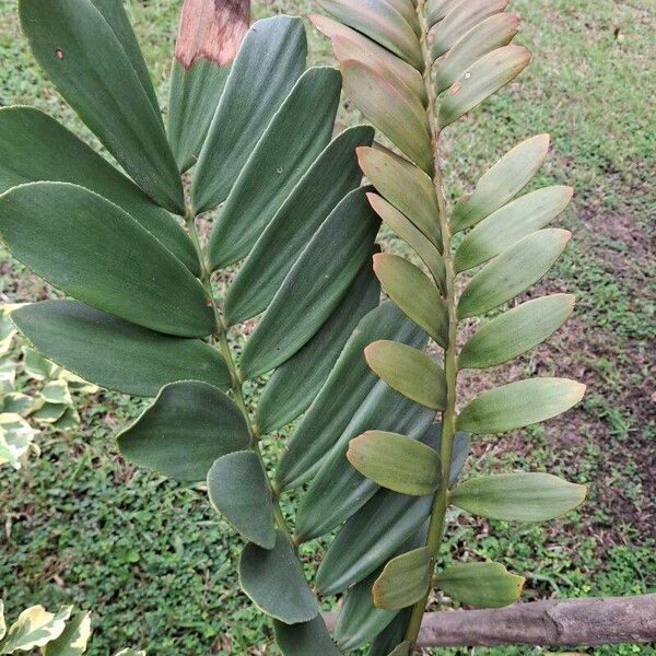 Zamia furfuracea Лист