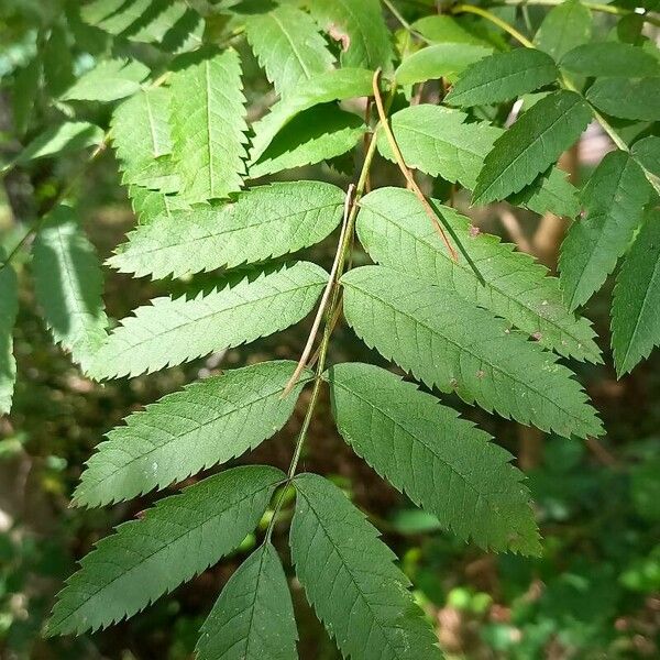 Sorbus aucuparia Φύλλο