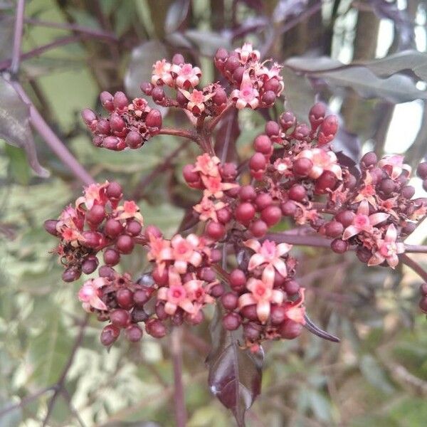 Leea guineensis Floare