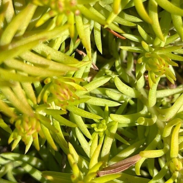 Petrosedum rupestre Leaf