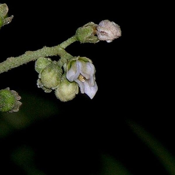 Solanum rugosum Arall
