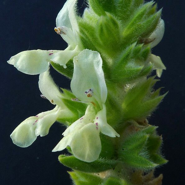 Stachys maritima Flower